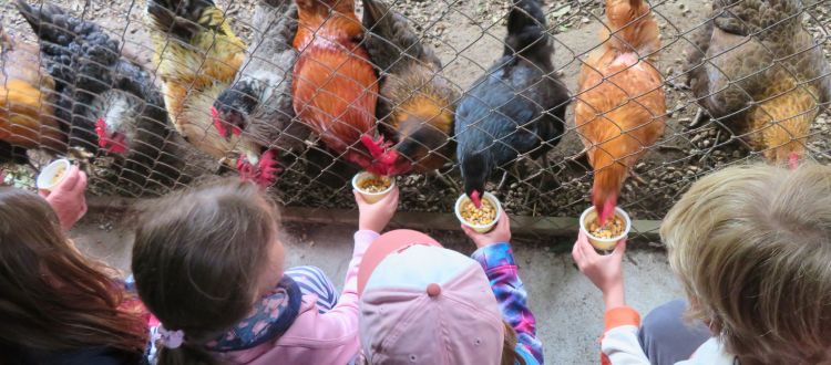 Deutsche Schule Toulouse, Kinder beim Hünerfütern