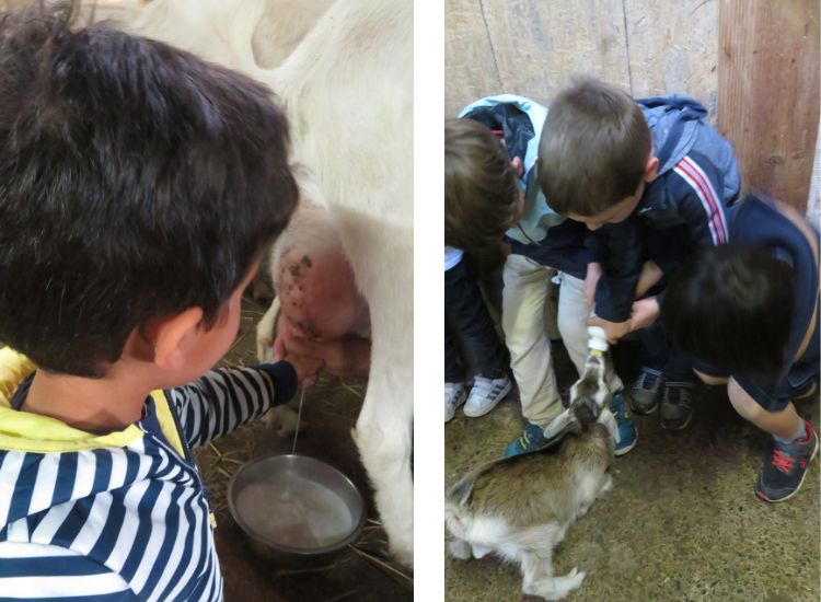 Deutsche Schule Toulouse, Kinder beim Melken und Zickleinfüttern